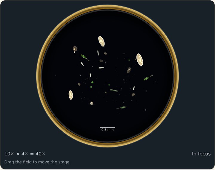 Pond water in darkfield: organisms glow on black.
